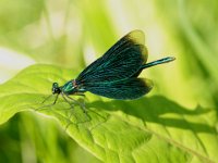 Blauflügelprachtlibelle (M)